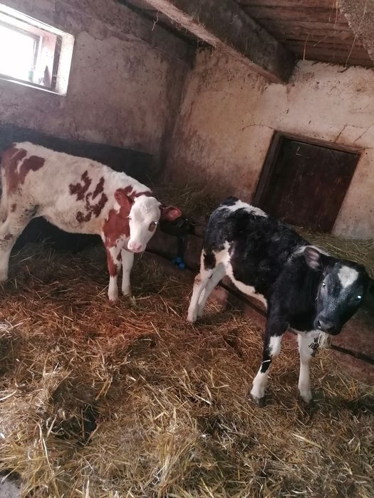 Vand 2 vitele, una baltata si una belga