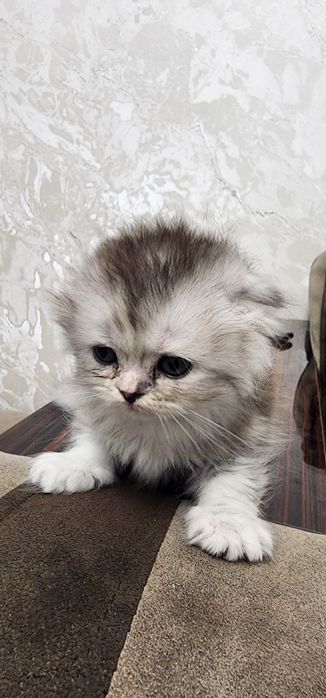 Мушукчалар зотдор, соглом сотилади