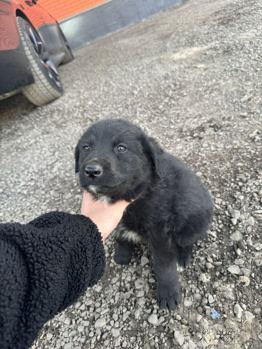 Щенки овчарки в добрые руки