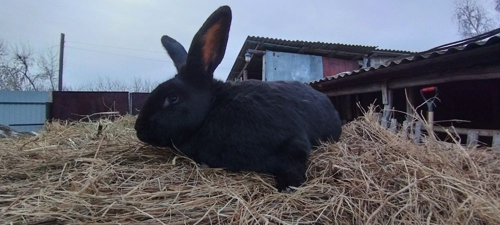 Продам крола чёрного цвета