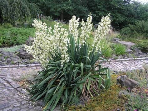Yucca de gradina verde sau variegata Gutui japonez chaenomeles