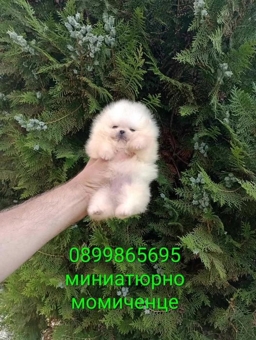 Миниатюрно мини момиче. Померан.