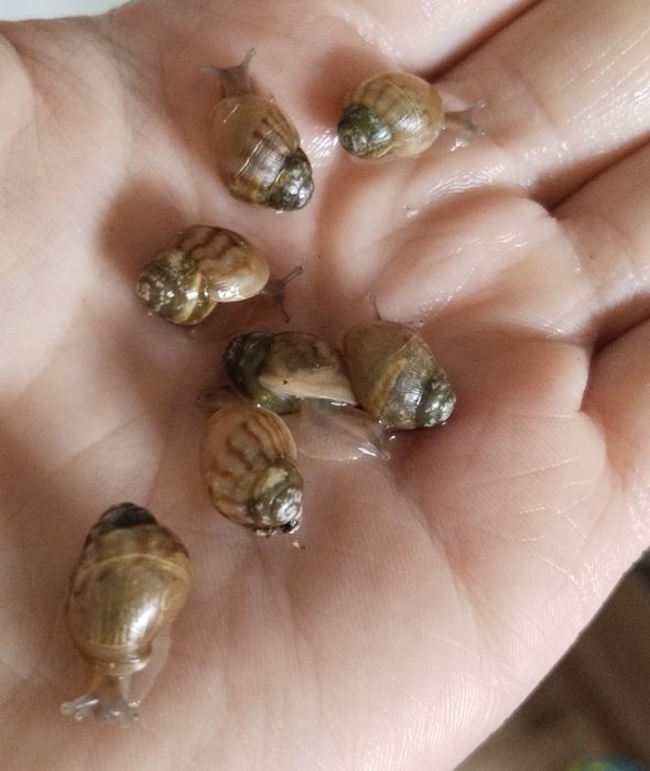 Axatina panterka , ulitka, улитка, ахатина, Пантерка косметологические