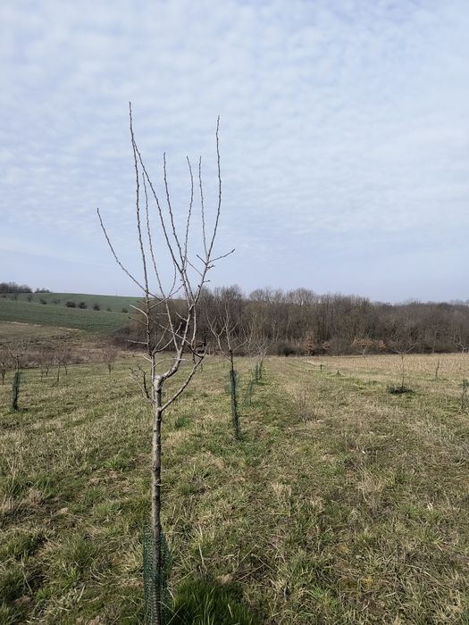 Vând livadă de pruni tineri – 8700 mp – Ramna, jud. Caraș-Severin