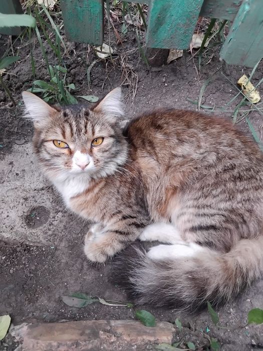 Котик!              .
