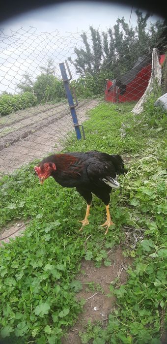 Продам петуха дакан