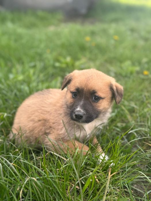 Adoptie caini-2 luni