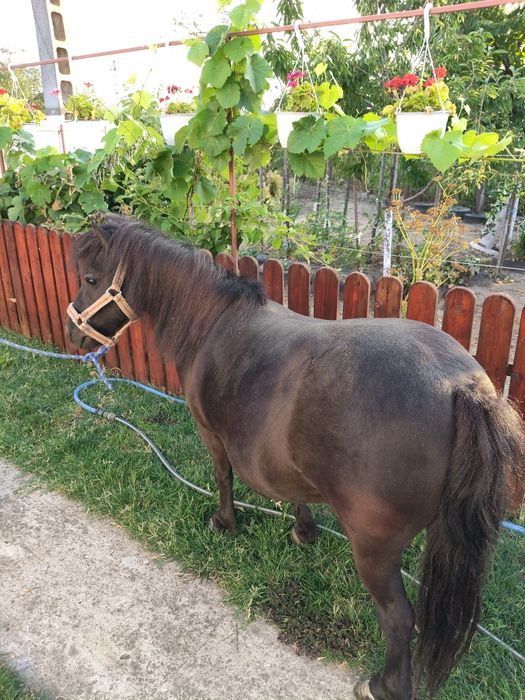 Poneița de talie mica cu ham și căruță blândă