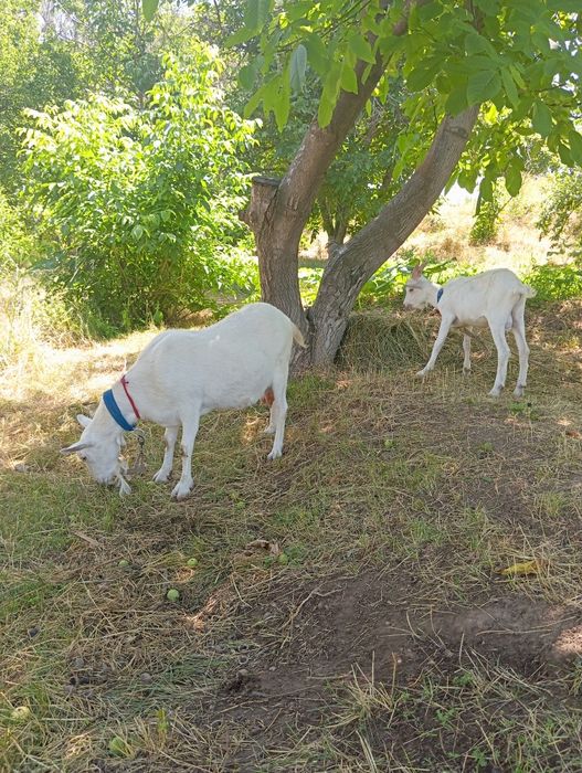 Заанен ешкісі мен текесі.