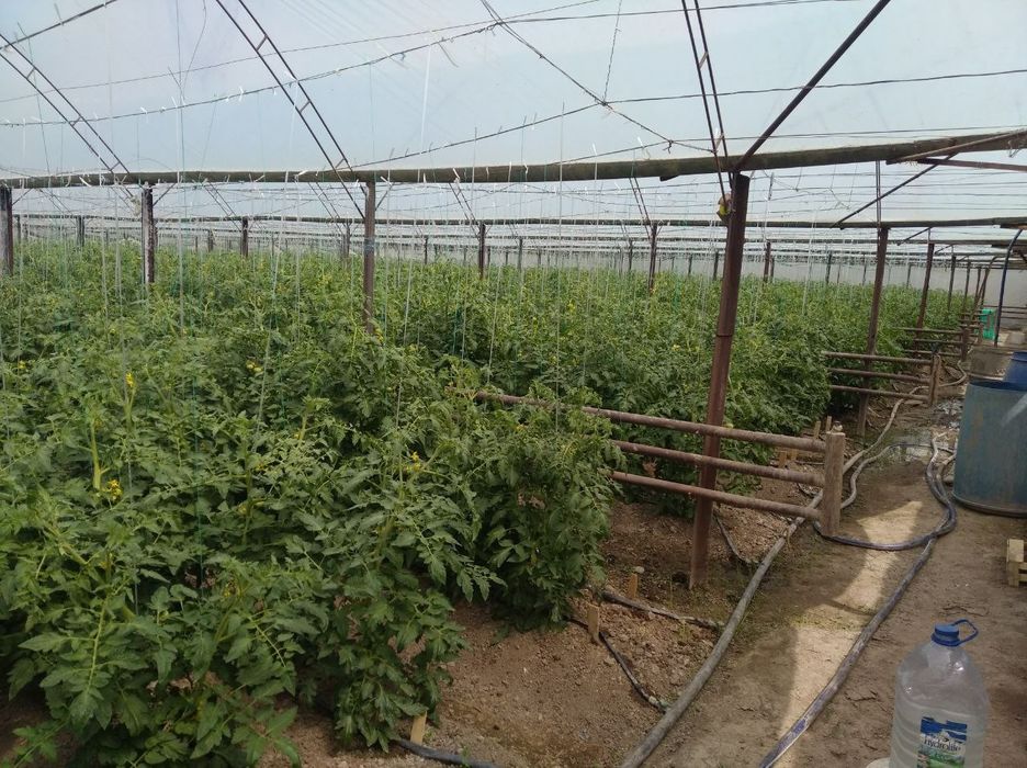 Кибрайда 12 сотих участка сотилади