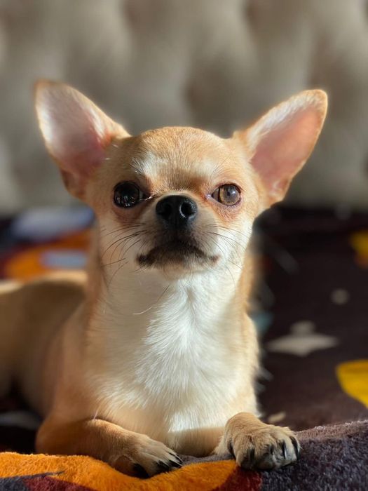 Кобель Чихуахуа. Для вязки