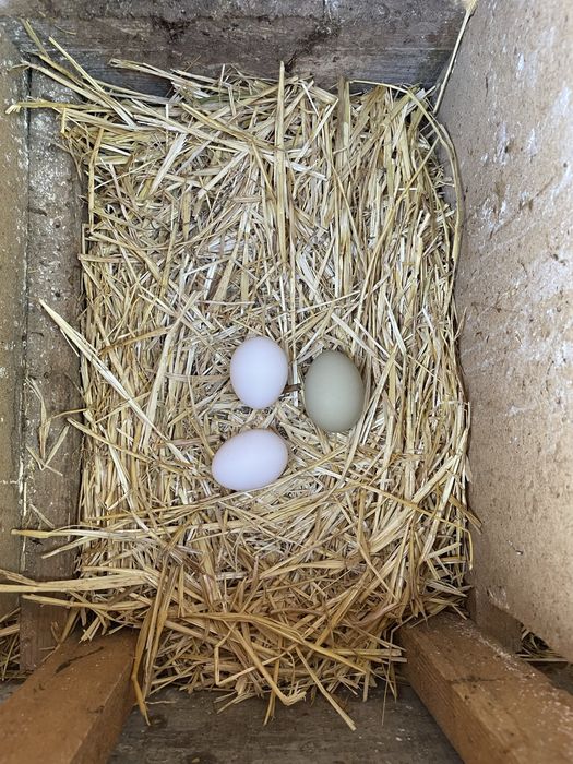 Домашни яйца от кокошки