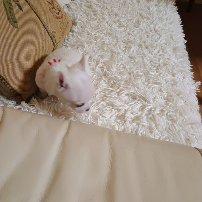 Cățeluși Chihuahua Mini Toy