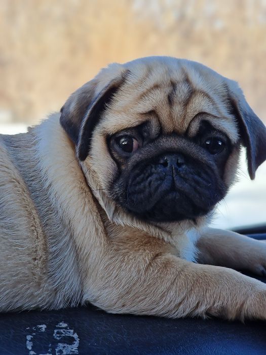 Шикарные щночки мопсика