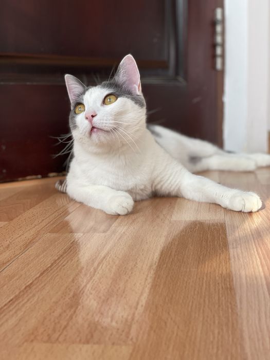 Дом для кота Гэндальфа