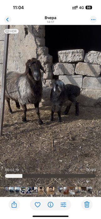 Козылы кой сатылады