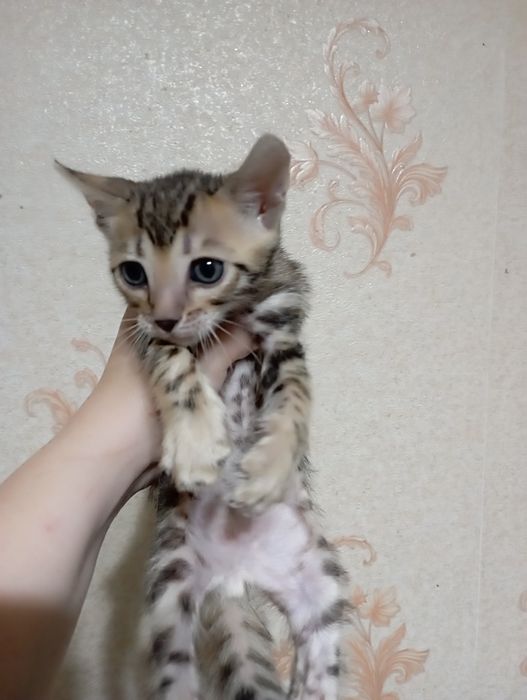Бенгальские котята