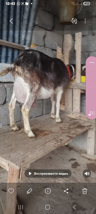 Альпийский ешкі сатылады