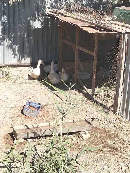 Продам уток упитанные