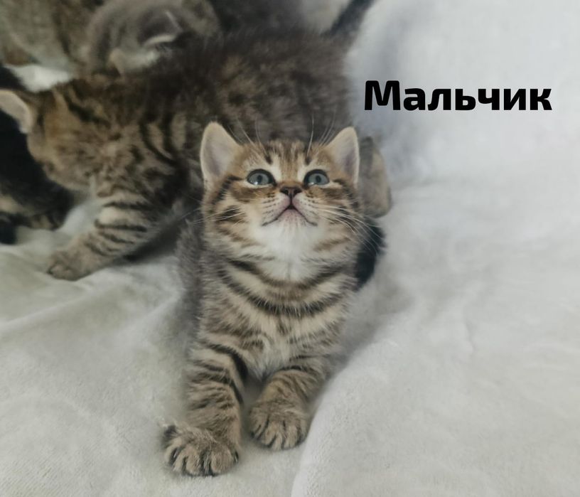 Продам шотландских котят
