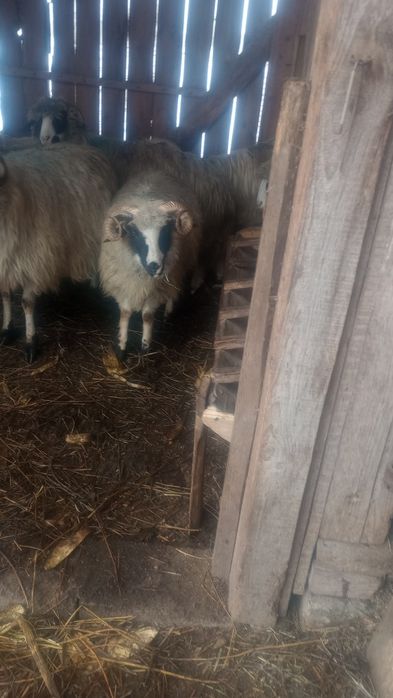 Vând /schimb berbecuț miel din primăvară
