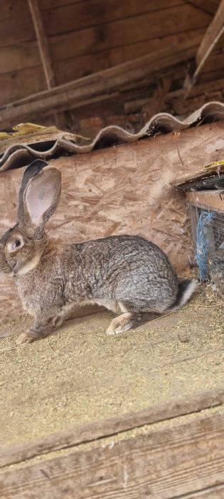 Mascul Uriaș German