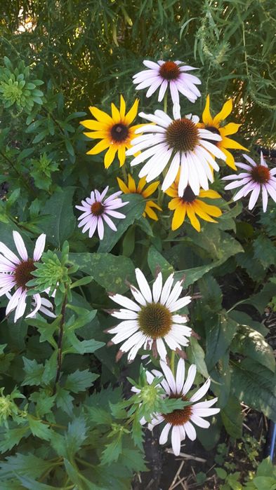 Хибискус. Олесандър.Ехинацея.Аспарагус.Кактус.Сингониум.Рипсалис