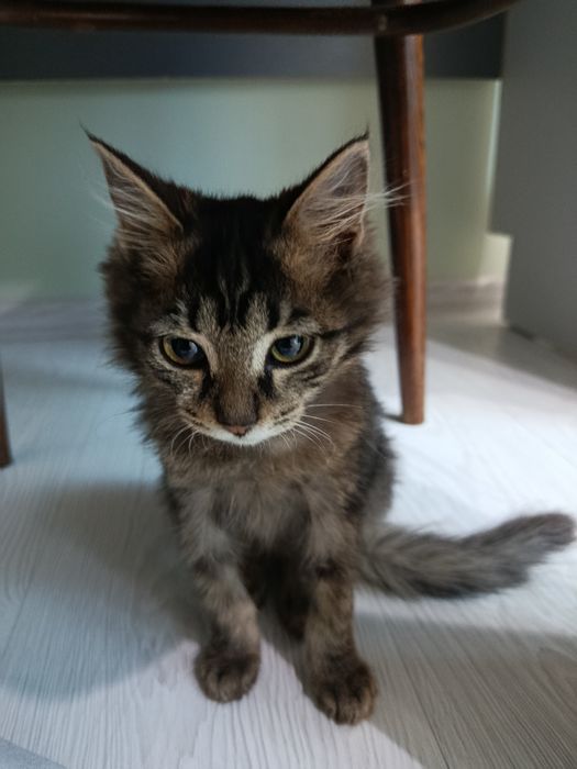 Котёнок. Девочка 2 месяца