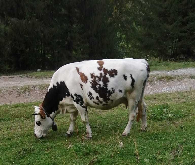 vând o vacă din cele două