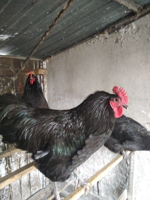 Vind cocoș australop