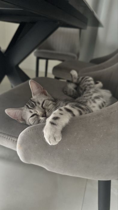 Срочно продам бенгала мальчик