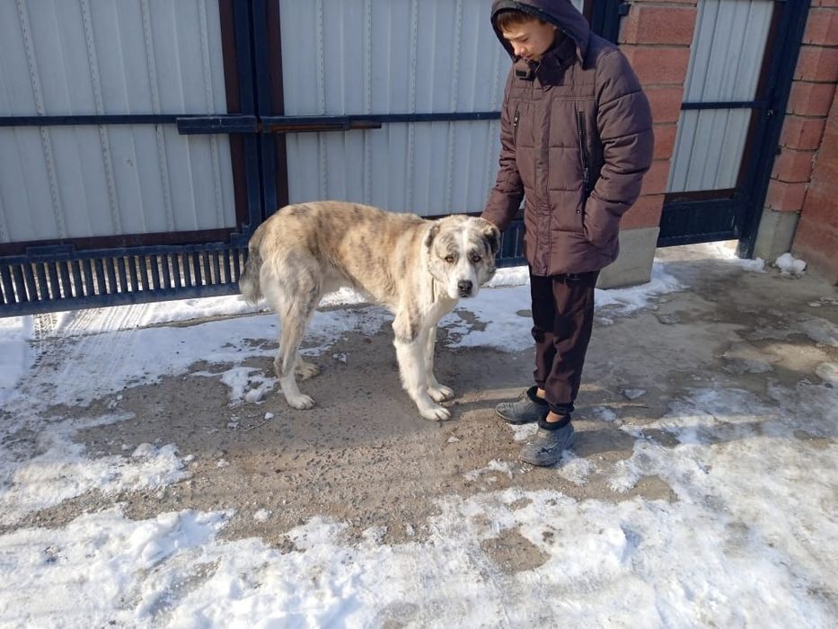 Вязка кобель Тобет