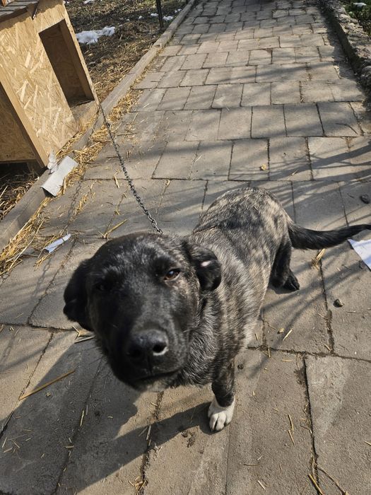 Собачка 4 месяца