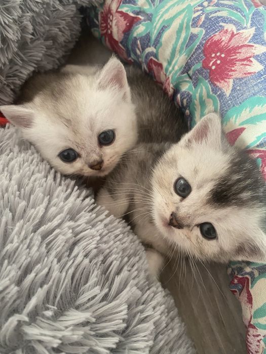 Продаются котята