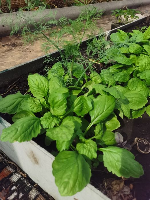 Продам цветы астра, пионы