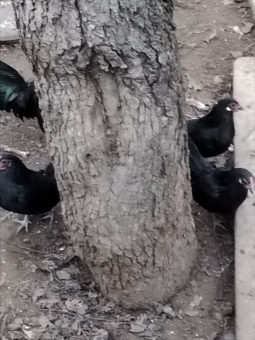 Продавам кокошки розкомб