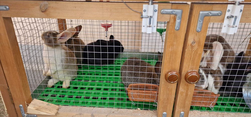 Quyon (қуён, кролик) bolalari