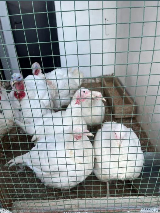 Индюк/үндік сатылады