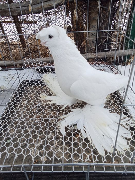 Продам голубей хороших
