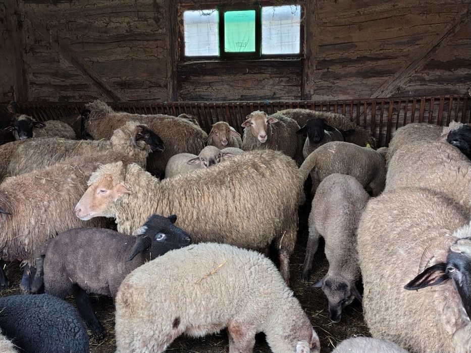 Vând 20 de oi cu miei