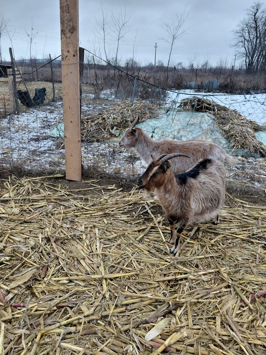 Vand capre toate la gramada