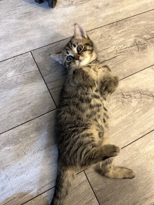 Британская кошечка девочка