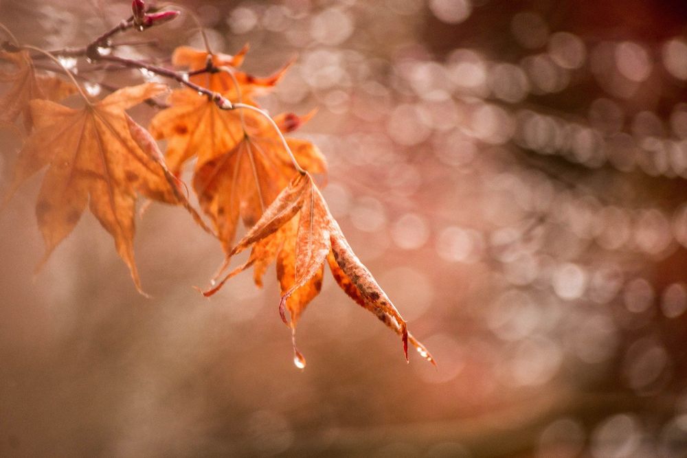 Nikon AF-S 55-200mm f/4-5.6G ED VR обектив Никон