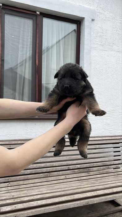 Продам щенков немецкой овчарки