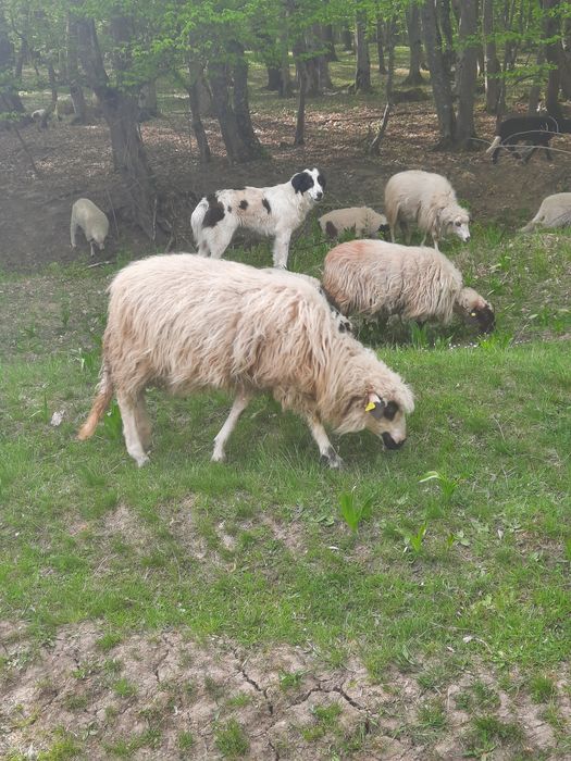 Vând  doi berbecuți