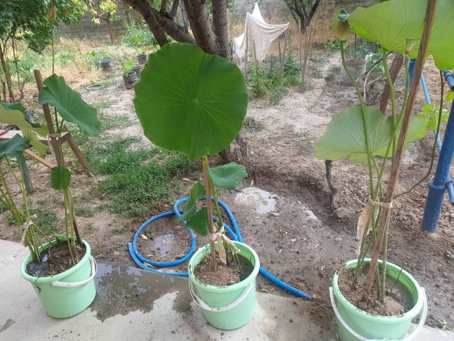 Лотосы очень красивые