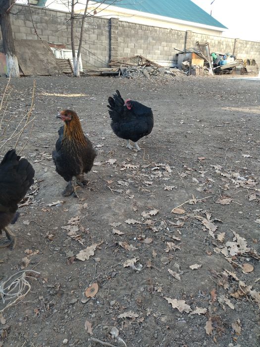 Продам чеёрных курей.