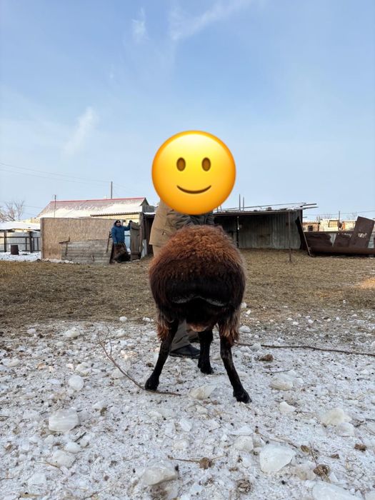 Продам барана обновления кровей