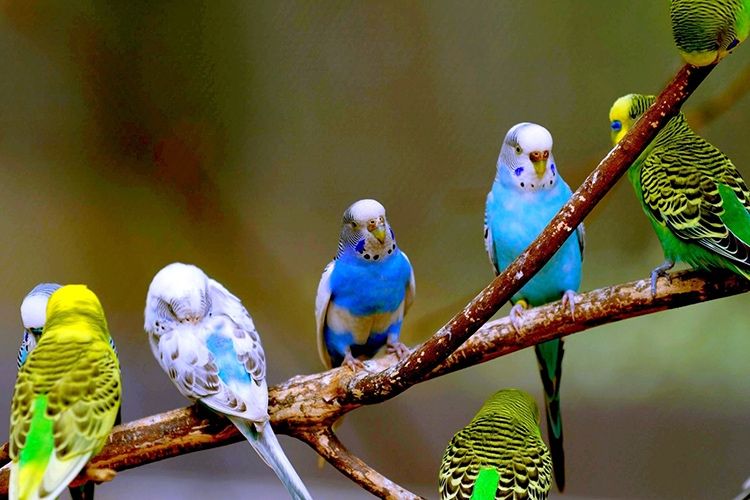 Продается волныстые попугаи