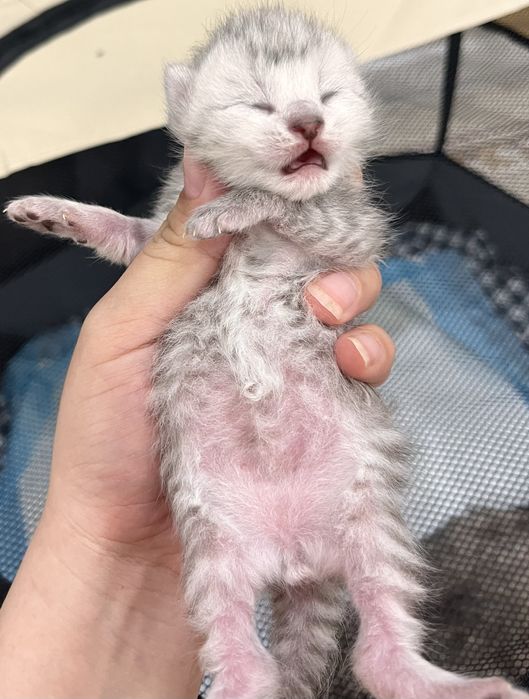 Породистые котята